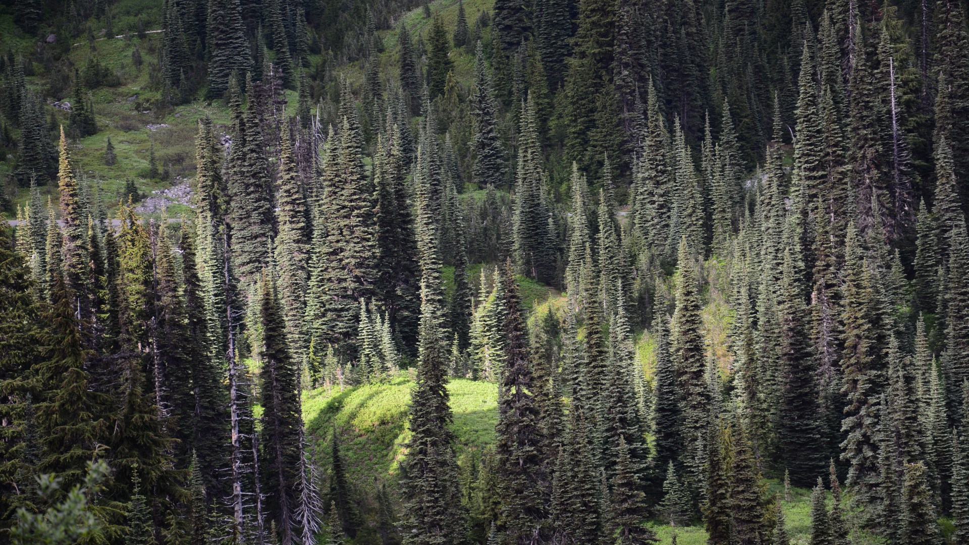 A different kind of sunspot. Taken in Rocky Mountain National Park.